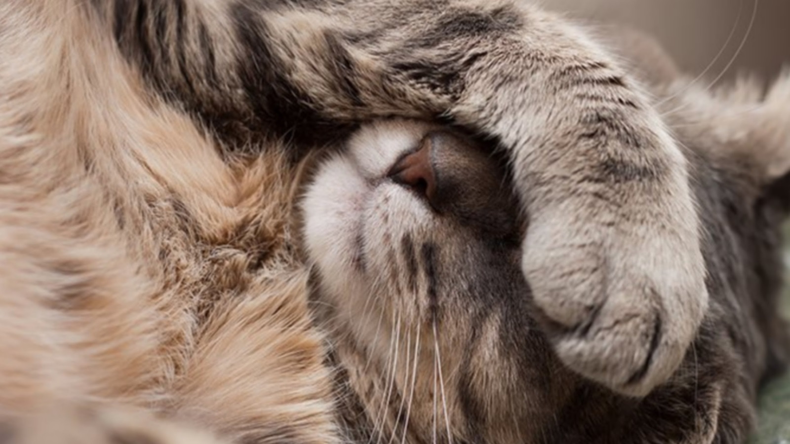 Absurdity redefined: music companies claim copyright over audio of a cat purring on YouTube