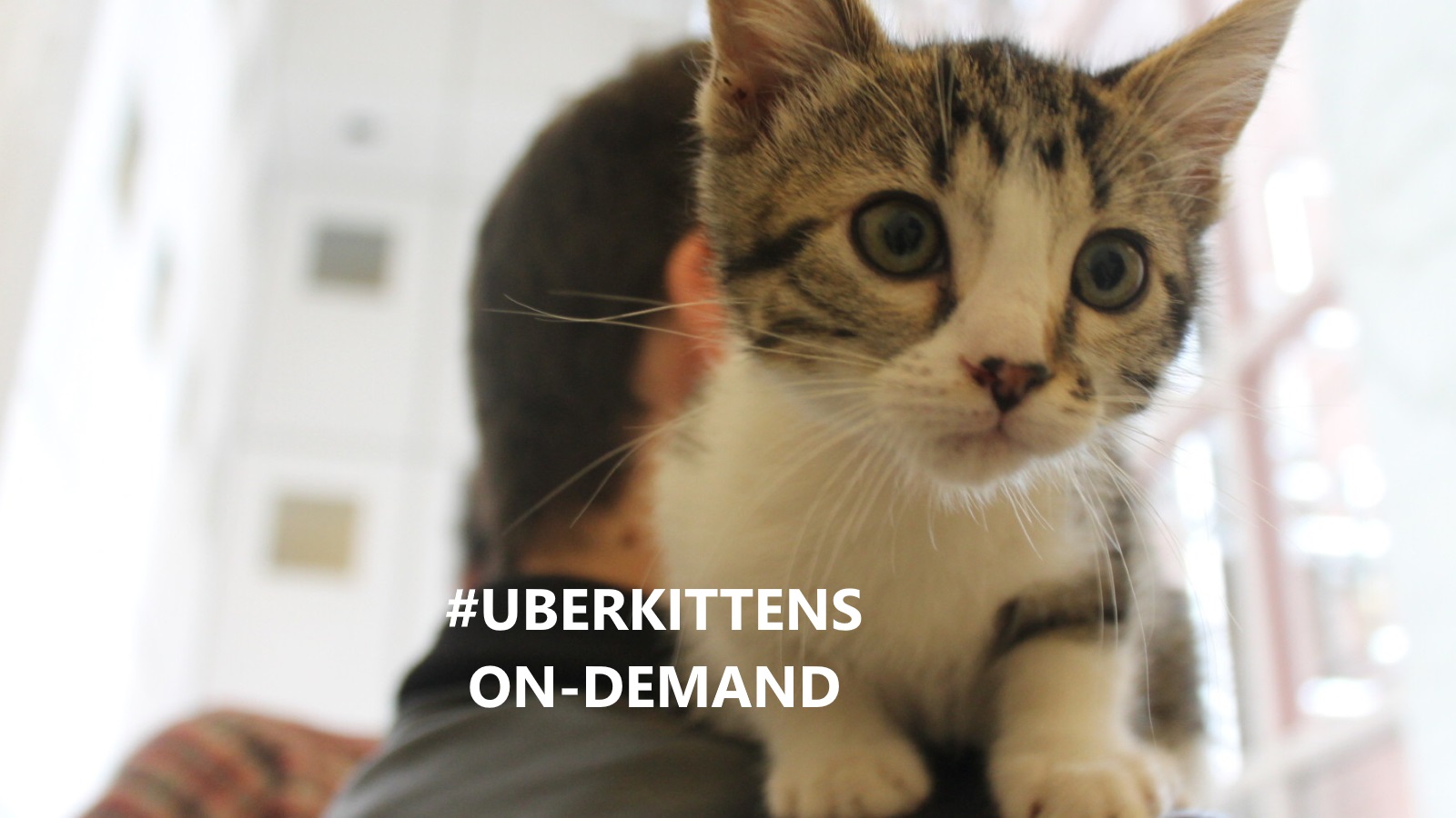 #uberkittens: Uber offers kitten delivery service in Australia for the first time